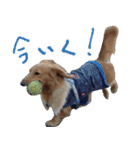 もふもふスタンプ！（個別スタンプ：24）