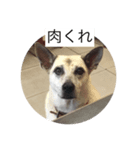ゆうゆうちゃんに肉上げよ（個別スタンプ：1）