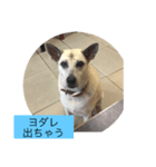 ゆうゆうちゃんに肉上げよ（個別スタンプ：4）