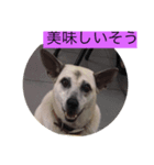ゆうゆうちゃんに肉上げよ（個別スタンプ：5）