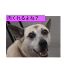 ゆうゆうちゃんに肉上げよ（個別スタンプ：6）