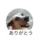 ゆうゆうちゃんに肉上げよ（個別スタンプ：8）