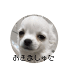 ましゅたんぐ2（個別スタンプ：4）