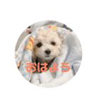 クリームラテ（個別スタンプ：1）