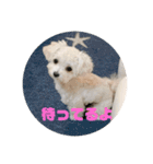 クリームラテ（個別スタンプ：3）