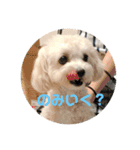 クリームラテ（個別スタンプ：4）
