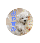 クリームラテ（個別スタンプ：7）