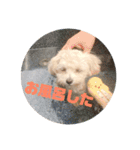 クリームラテ（個別スタンプ：9）