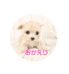 クリームラテ（個別スタンプ：16）