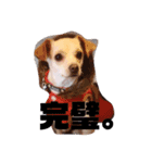 メルちゃんすたんぷ（個別スタンプ：4）