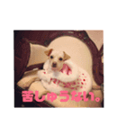 メルちゃんすたんぷ（個別スタンプ：7）