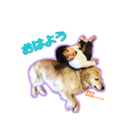 三上家子供達スタンプ（個別スタンプ：3）