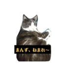 秋田弁ニャンコ（個別スタンプ：4）