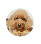 トイプードル ViVi（個別スタンプ：3）