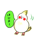 オカメインコ ピッピ2（個別スタンプ：4）