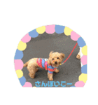 トイプードル ジダン（個別スタンプ：3）