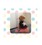 トイプードル ジダン（個別スタンプ：9）