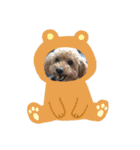 トイプードル ジダン（個別スタンプ：10）