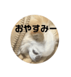 チワワのミル（個別スタンプ：2）