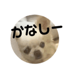 チワワのミル（個別スタンプ：8）