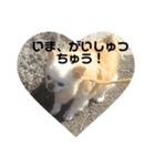 チワワのミル（個別スタンプ：9）
