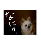 チワワのミル（個別スタンプ：10）