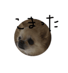 チワワのミル（個別スタンプ：11）