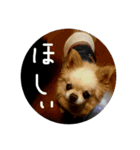 チワワのミル（個別スタンプ：12）