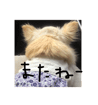 チワワのミル（個別スタンプ：14）