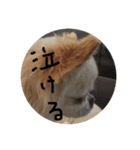 チワワのミル（個別スタンプ：16）
