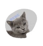 ねこの日常から（個別スタンプ：3）