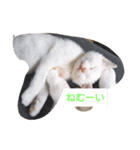 ねこの日常から（個別スタンプ：4）