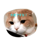 ねこの日常から（個別スタンプ：5）