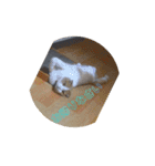 ねこの日常から（個別スタンプ：6）
