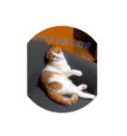 ねこの日常から（個別スタンプ：7）