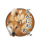まったり柴犬のスタンプ第3だん（個別スタンプ：3）