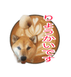 まったり柴犬のスタンプ第3だん（個別スタンプ：4）