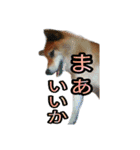 まったり柴犬のスタンプ第3だん（個別スタンプ：5）