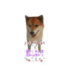 まったり柴犬のスタンプ第3だん（個別スタンプ：6）