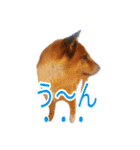まったり柴犬のスタンプ第3だん（個別スタンプ：7）