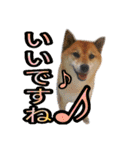 まったり柴犬のスタンプ第3だん（個別スタンプ：8）