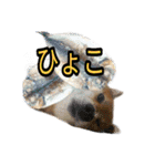 まったり柴犬のスタンプ第3だん（個別スタンプ：9）