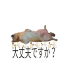 まったり柴犬のスタンプ第3だん（個別スタンプ：10）