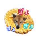 まったり柴犬のスタンプ第3だん（個別スタンプ：13）