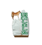 まったり柴犬のスタンプ第3だん（個別スタンプ：15）