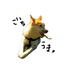ゆる犬ふく（個別スタンプ：1）