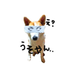 ゆる犬ふく（個別スタンプ：2）