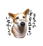 ゆる犬ふく（個別スタンプ：3）