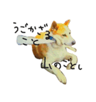 ゆる犬ふく（個別スタンプ：4）