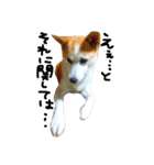 ゆる犬ふく（個別スタンプ：8）